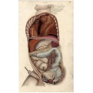 SELTEN 1822 LIZARS ANATOMIE handkolorierte Folio Gravur PL XIV, THORAX VISCERA - Bild 1 von 5