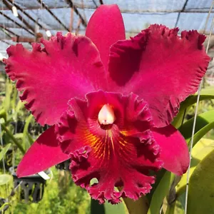 Cattleya Chia Lin Nueva Ciudad Orquídea Planta Floración Tamaño Maceta 3.5 Pulgadas Planta Madura - Imagen 1 de 9