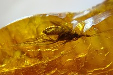 FOSSIL raw baltic amber stone rare genuine insect inclusion (i1136