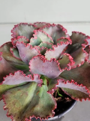 Huge Echeveria Hybrid Red Ruffles Colorful Succulent Plant 9" Healthy Rooted 1G - Image 1 of 4