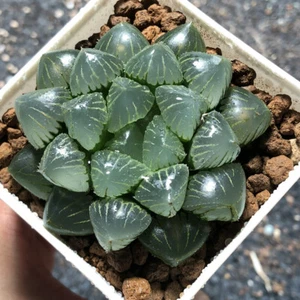 4cm 1PCS Live Haworthia Cooperi X Comptoniana Beautiful Garden Outdoor Planting - Picture 1 of 10