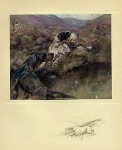 GROUSE HUNTING WITH DOGS 1909 ANTIQUE COLOR PRINT GROUSE HUNT POINTER DOGS - Picture 1 of 1