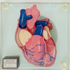 Juego de 6 posavasos médicos de mesa con muestras de corazón anatómico - Imagen 1 de 8