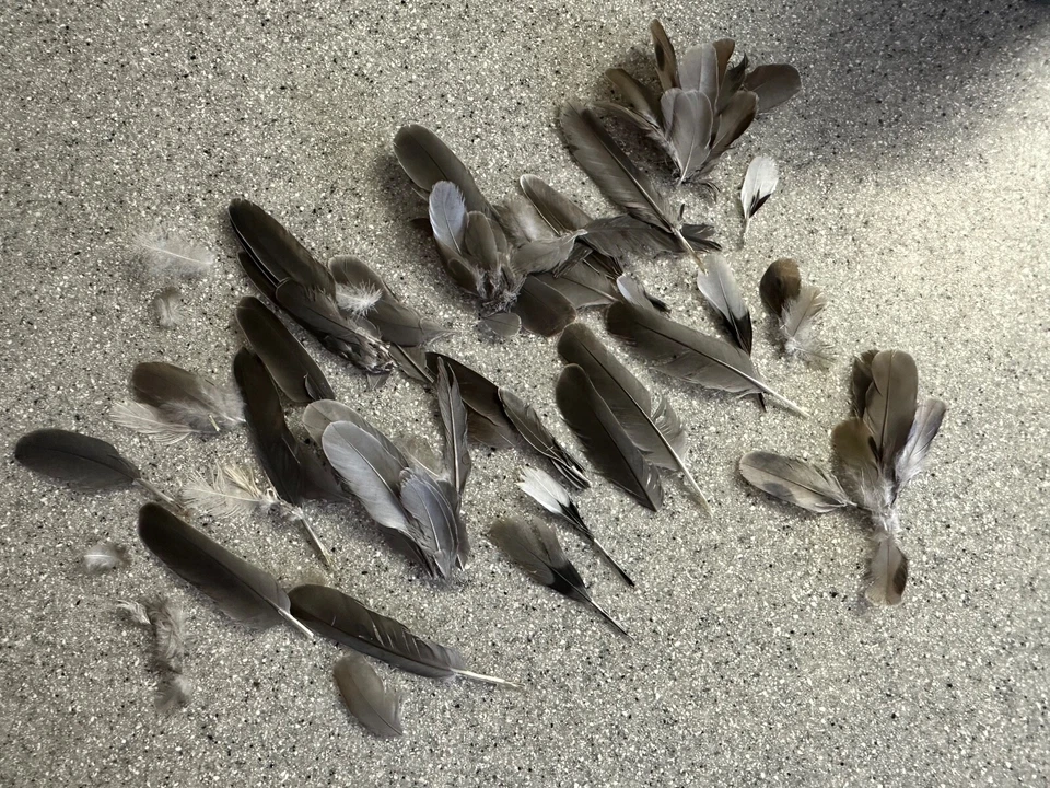 Gran lote de plumas de pájaro, algunas muy suaves~perfectas para hacer señuelos de pesca con mosca Foto 1 de 1