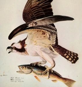 John James Audubon Osprey - Fish Hawk Vintage  Book Plate Art Print 84 - Picture 1 of 3