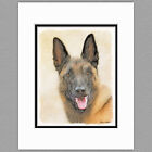 Belgian Malinois Dog Original Art Print 8x10 Matted to 11x14