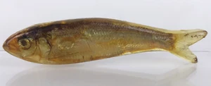 Vintage K. Loeber Fish Lucite Brooch Pin (1981) - Picture 1 of 6