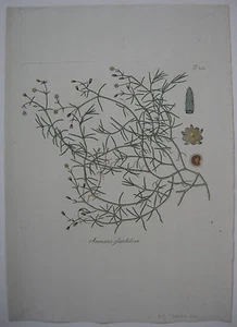 Sandkraut Arenaria glandulosa kolor Kupferstich 1797 Nelkengewächse - Picture 1 of 1