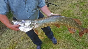 Bavaria Köderfisch System Bundle Leicht1, 3 Systeme Hakenform: Banane , Deadbait - Bild 1 von 14