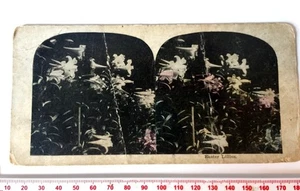 EASTER LILLIES LILIES Antique HAND COLOURED Stereoview - Foto 1 di 2