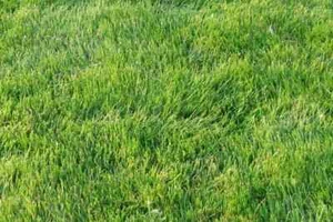 Zoysia Zenith grass seeds - 5000 - fresh, no GMO - Picture 1 of 1