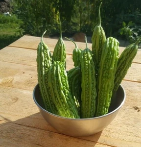 Momordica charantia - 15 seeds - Bitter cucumber - Picture 1 of 8