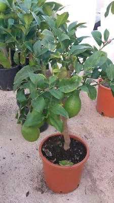 PIANTA DI LIMONE 4 QUATTRO STAGIONI nano VASO 20 cm (foto reali)