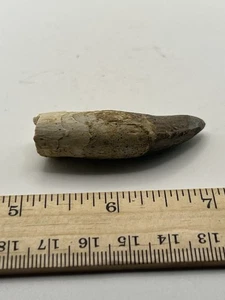 BASILOSAURUS TOOTH FOSSIL Late Eocene 40 Mi Yrs Old Artiodactyl 2.25” Q50 - Picture 1 of 4