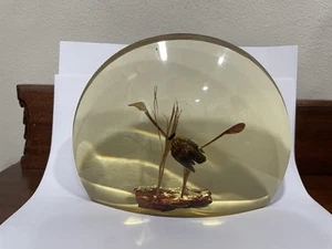 Lucite Half Circle W/Turkey Made of Seed Pods Inside. 6.5” X 4.5”. READ - Picture 1 of 15