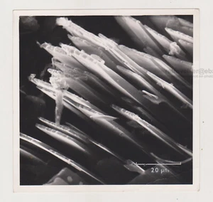 Abstract Macro Beauty Unusual Artistic Shapes in Close-Up Snapshot Surreal Photo - Imagen 1 de 7