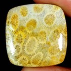TOP CORAL FOSSIL : 41,77 Ct Natürlicher Chrysanthemum Korall Fossil aus China