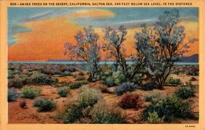 Smoke Trees on the Desert, Salton Sea, California CA linen Postcard - Picture 1 of 2