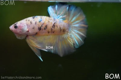 LIVE BETTA GIANT MALE MULTICOLOUR YELLOW BASE 5 CM BO | BOM-A439 - Image 1 of 4
