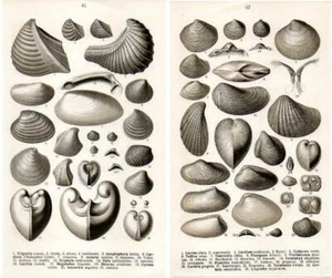 1910 FRAAS PREHISTORIC FOSSILS LITHOGRAPH molluscs, marine freshwater shells - Picture 1 of 5