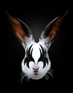 ART PRINT Rabbit Rocks Kiss of a Rabbit Robert Farkas - Foto 1 di 1