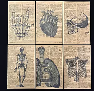 Human Anatomy dictionary prints Vintage art prints - Picture 1 of 8