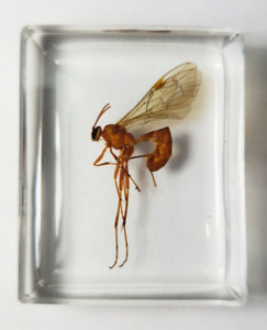 Ichneumon parasitic wasp immortalized in resin. Insect study & art  material.