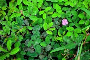 Mimosa pudica 4 semillas en todo el mundo - Imagen 1 de 3