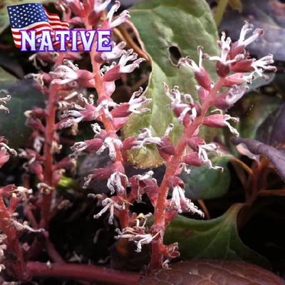 Live Plants Pachysandra Procumbans - Allegheny Spurge Native Evergreen Plug - Image 1 of 4