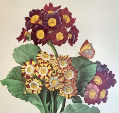 Plato de libro impreso arte botánico PRIMULA AURICULA VAR flores redoute 111 Foto 1 de 2