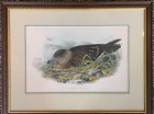 Original John Gould Sea Gull print from the 1800's.  Framed. Fine Condition.