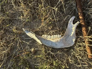 Cow jawbone mandible with teeth. Bar, Western, Man-cave - Picture 1 of 3