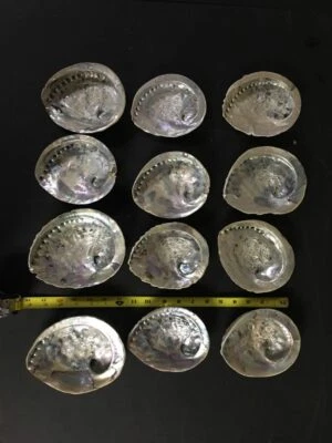 Wholesale 1dz (12 pcs) Red Green Abalone Shell One Side Polished, Size 4* - 5"  - Image 1 of 4