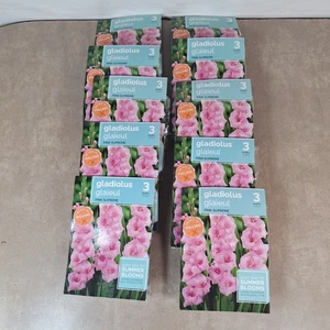 Gladiolen Pink Supreme Blumenzwiebeln 10er Packungen Sommerblühend 30 Zwiebeln - Bild 1 von 5
