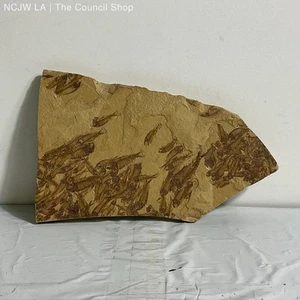 10" Gosiutichthys Parvus Fish Fossil Eocene Period - Picture 1 of 4