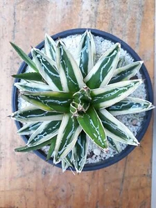 Agave victoriae reginae cv Kizan abigarrado con raíces maceta tamaño 2" #1 - Imagen 1 de 10