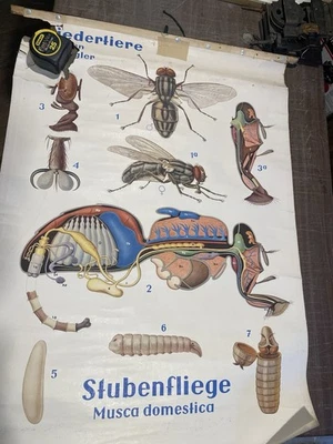 Tabla anatómica alemana desplegable mosca doméstica. Foto 1 de 2