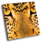Square Animal  Canvas Small Wall Art Picture Prints Golden Leopard Cat Eye