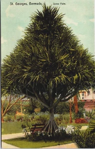 Bermuda St Georges Bermudas Tornillo Palma Vintage Postal C279 - Imagen 1 de 2