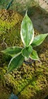 Superrare Campelia zanonia variegata potted houseplant Mexican flag