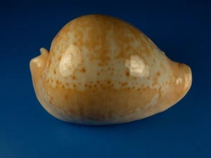 Cypraea armeniaca, Excellent Pattern, Deep Water, 82.0mm, Australia Shell - Picture 1 of 3