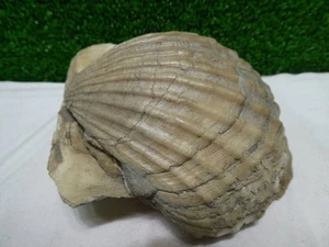 Fossil scallop (one scallop on top of another scallop rare item total of 3 piece - Picture 1 of 10