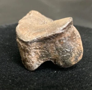 Prehistoric Deer Bone Astragalus Fossil - Picture 1 of 9