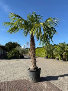 Tropictrees - Trachycarpus Fortunei - Stammhöhe 160 cm - Gesamthöhe 280 cm - Bild 1 von 2