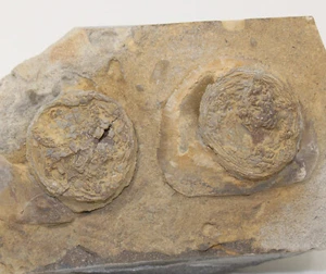 Edrioasteroidea, Isorophus cincinnatiensis, Ordovizium, Cinncinnati, Ohio -8664 - Picture 1 of 7