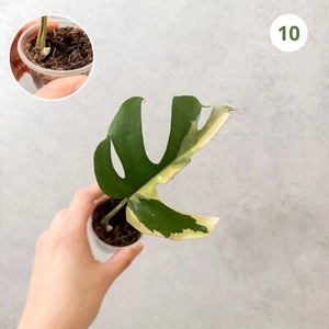 Rhaphidophora Tetrasperma Variegated | ROOTED Rare House Plant Aroid UK - 10 - Picture 1 of 3