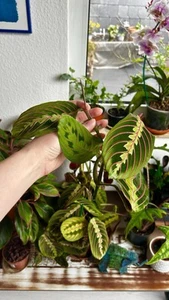 Maranta Leuconeura Fascinator Ableger - Bild 1 von 3