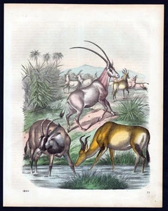 1860 - Antelope Lithograph - Picture 1 of 1