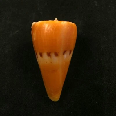 Conus riosi, Brazil, 39,5mm, F/F+, BEAUTIFUL!!! - Image 1 of 4