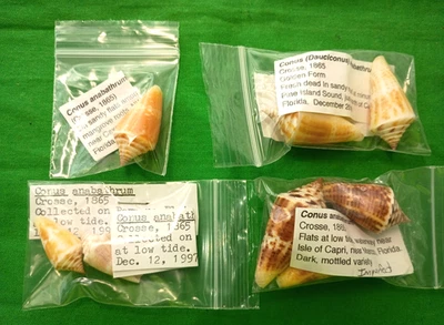 Conus anabrathrum (4 lots) #M0967 Florida, US. 30-50mm - Image 1 of 4